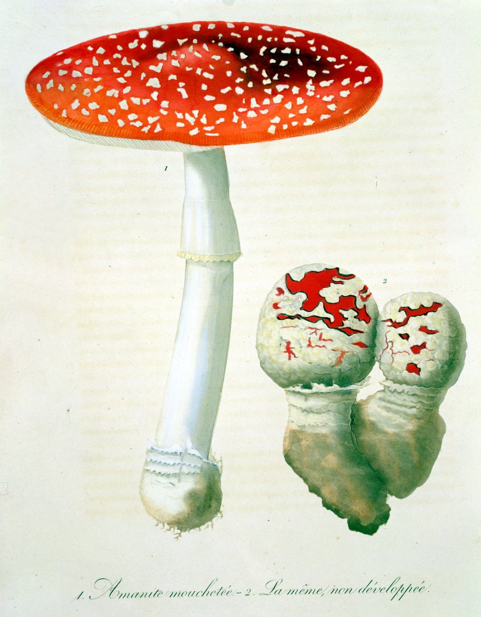 Amanita Muscaria från "Phytographie Medicale" av Joseph Roques (1772-1850), publicerad 1821. av L.F.J. Hoquart