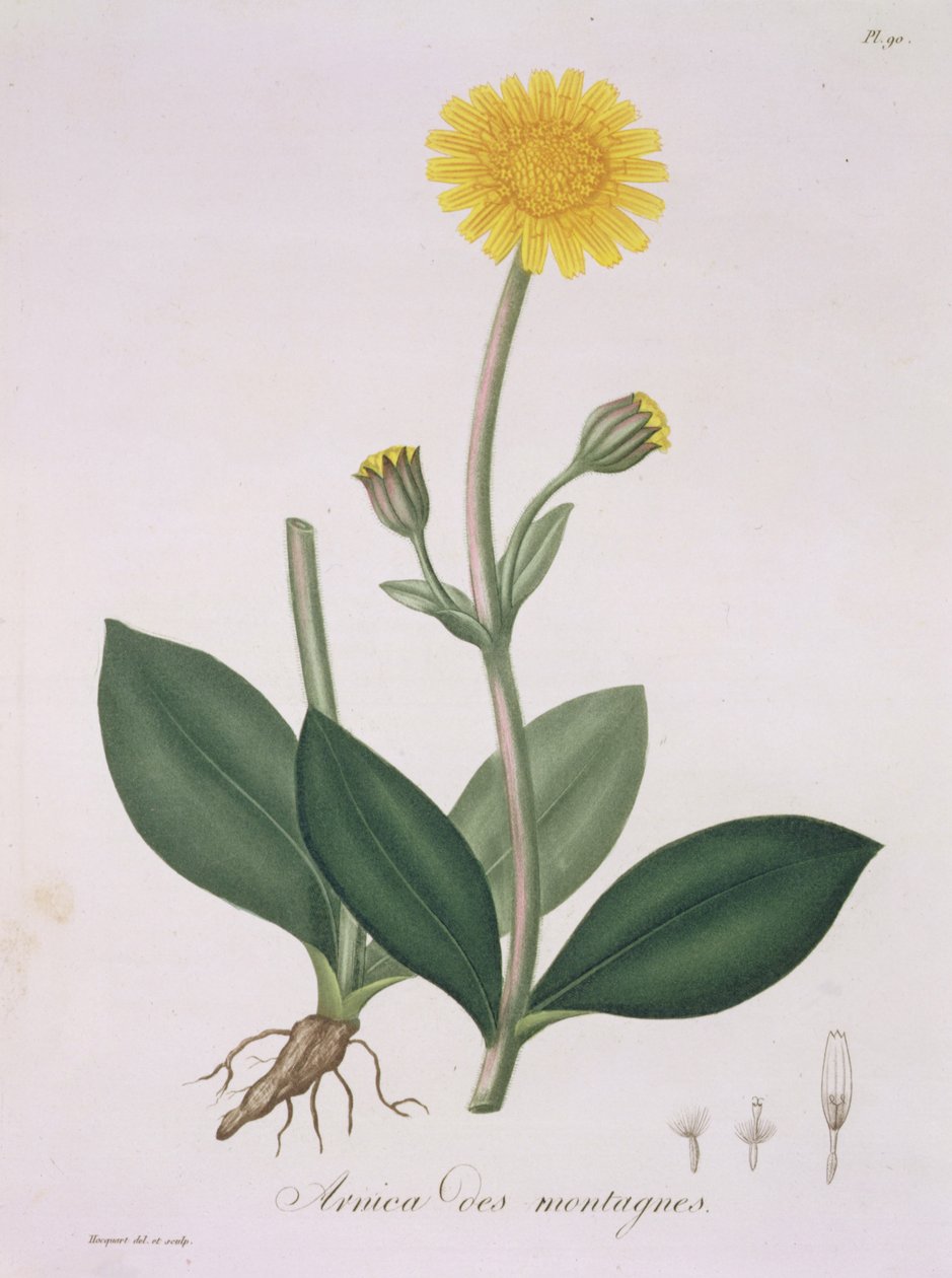 Arnica Montana från 