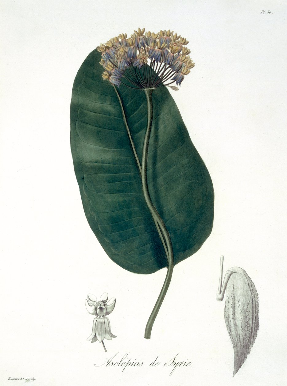 Asclepias Syriaca från 