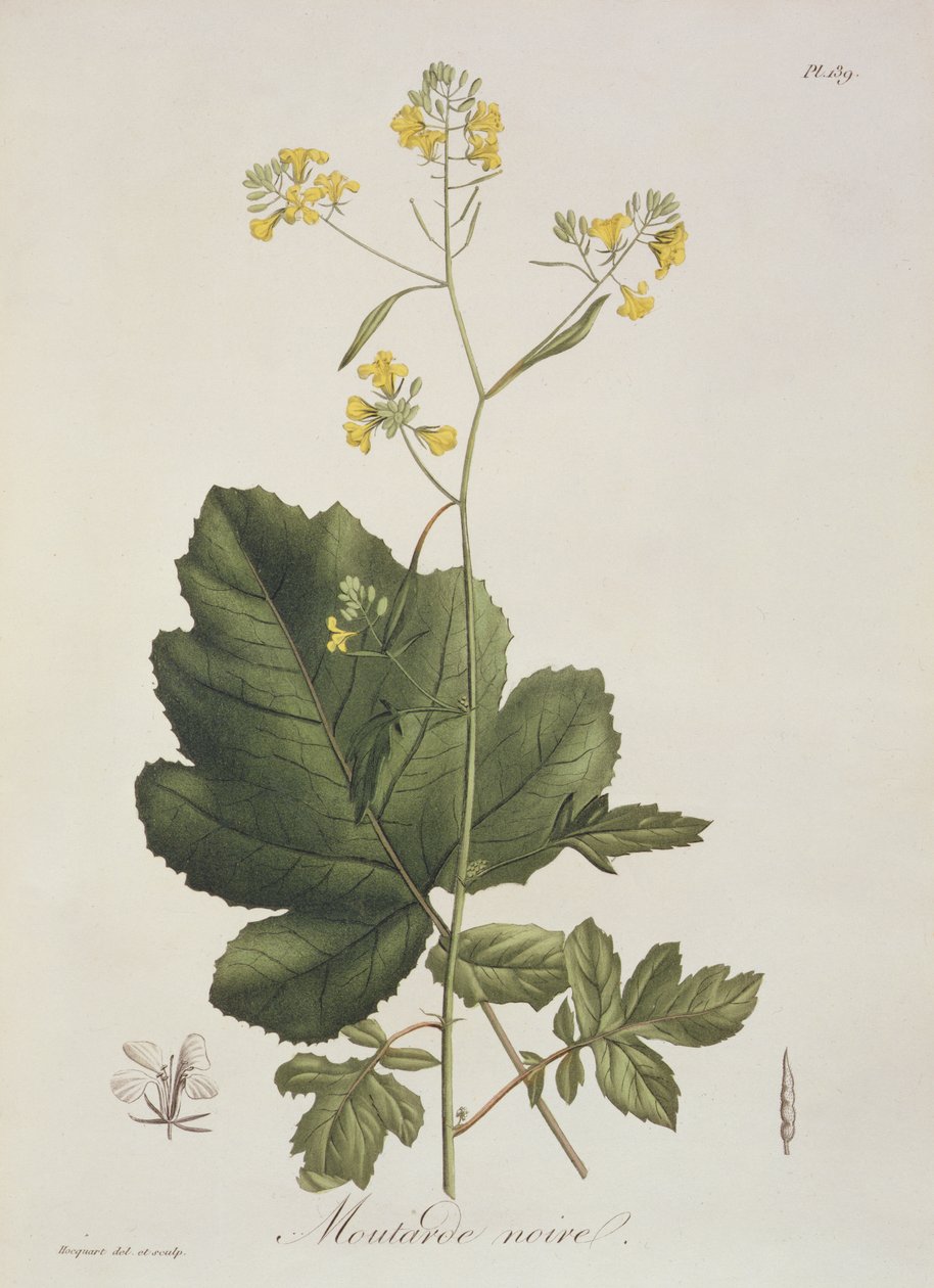 Brassica nigra från 