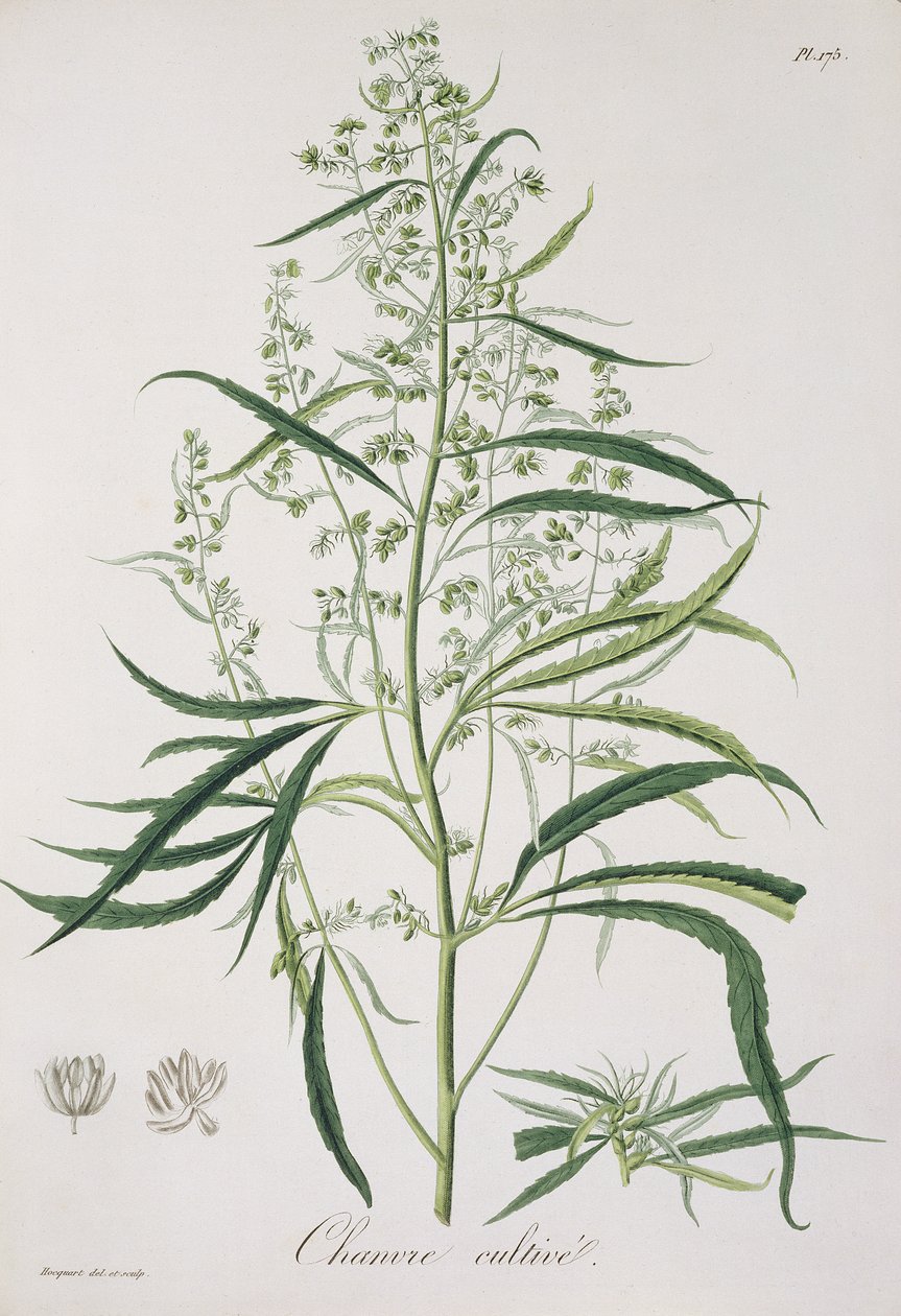 Cannabis Sativa från 