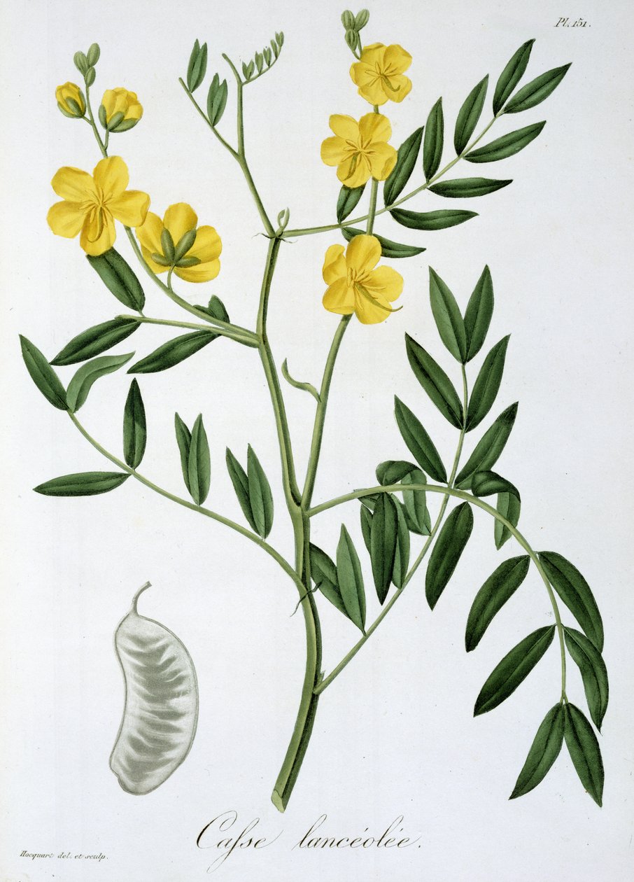 Cassia från 