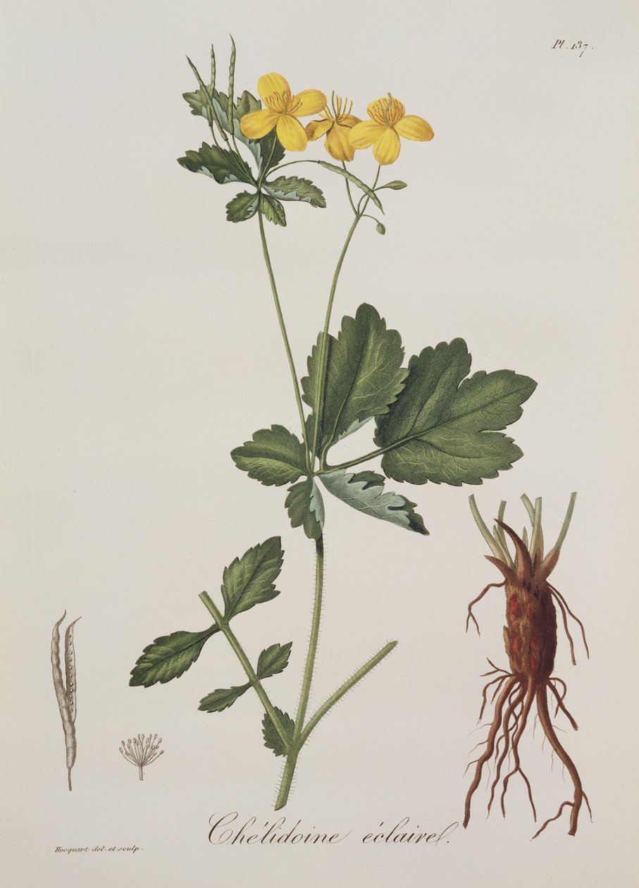 Celidonium Majus från Phytographie Medicale av Joseph Roques (1772-1850), publicerad 1821 av L.F.J. Hoquart
