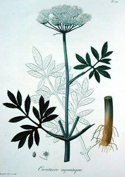 Cicuta Virosa från 