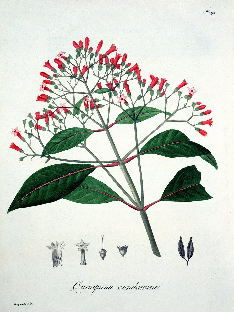 Cinchona från 