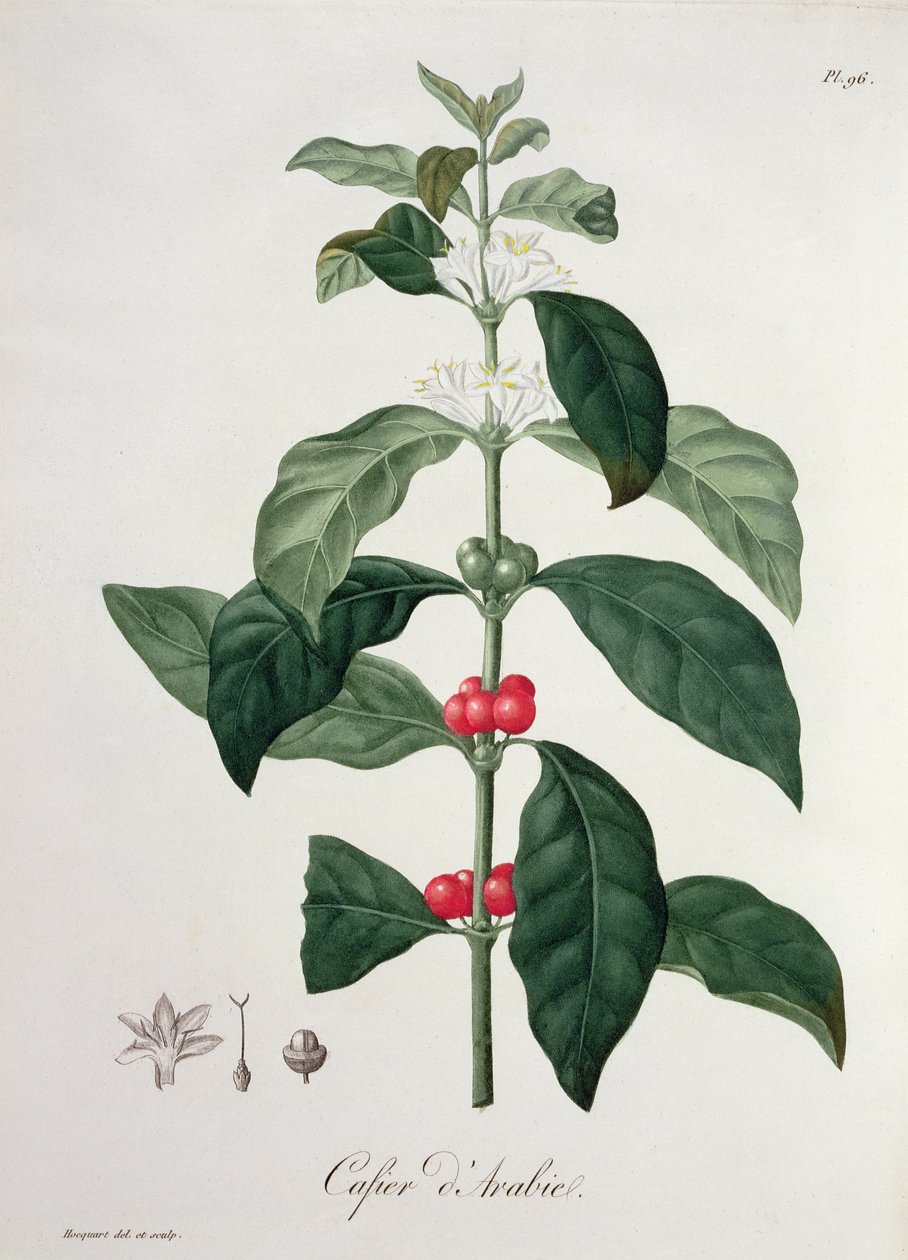 Coffea Arabica från 
