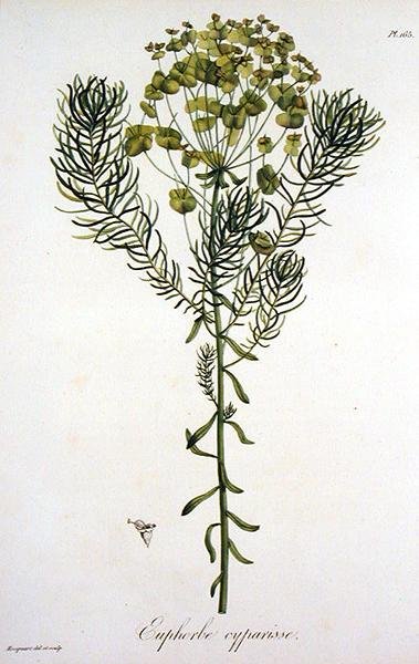 Euphorbia Cyparissias från 