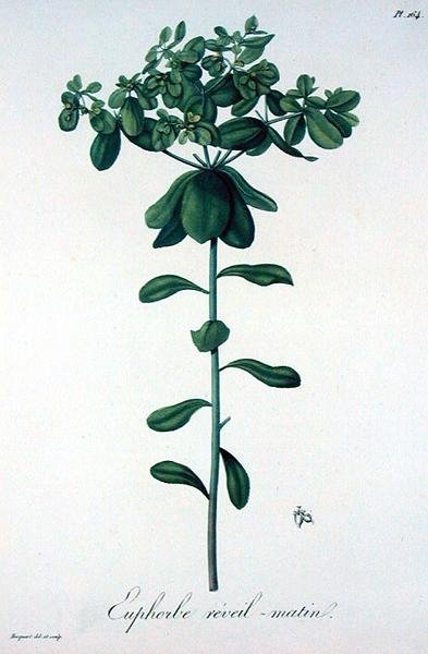 Euphorbia Helioscopia från "Phytographie Medicale" av Joseph Roques (1772-1850), publicerad 1821 (gravyr). av L.F.J. Hoquart