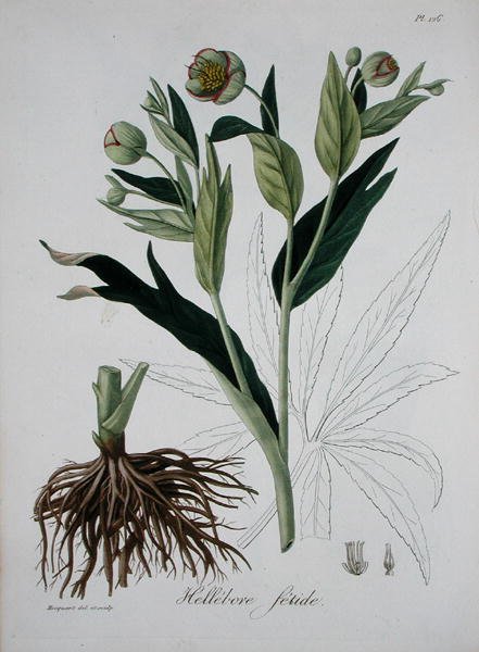 Helleborus Foetidus från 