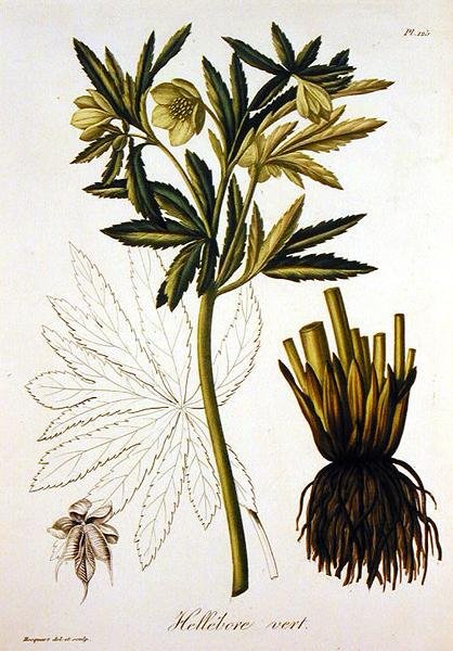 Helleborus Viridis från "Phytographie Medicale" av Joseph Roques (1772-1850), publicerad 1821 (gravyr). av L.F.J. Hoquart