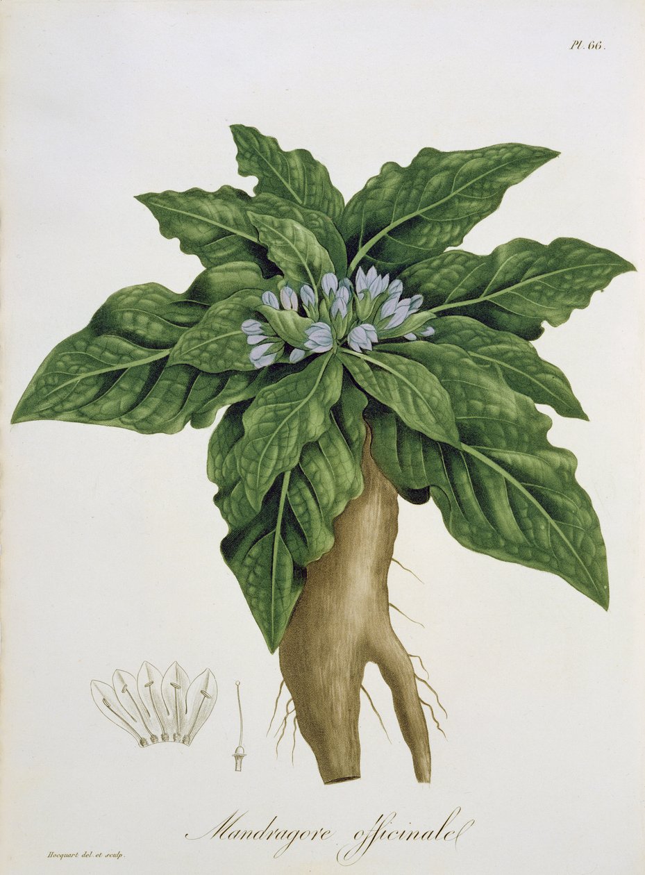 Mandragora Officinarum från 