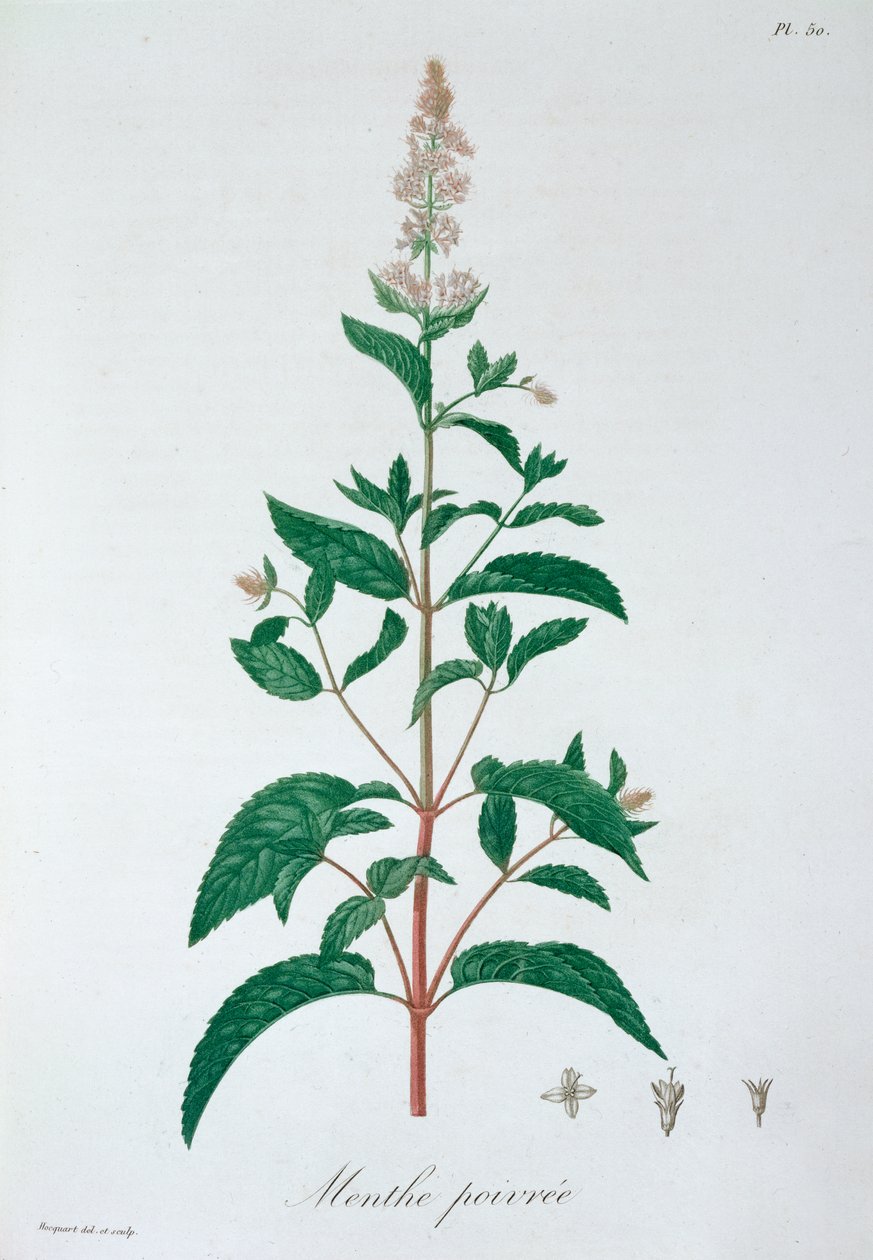 Mentha Piperita Pepparmynta, 1821 av LFJ Hoquart