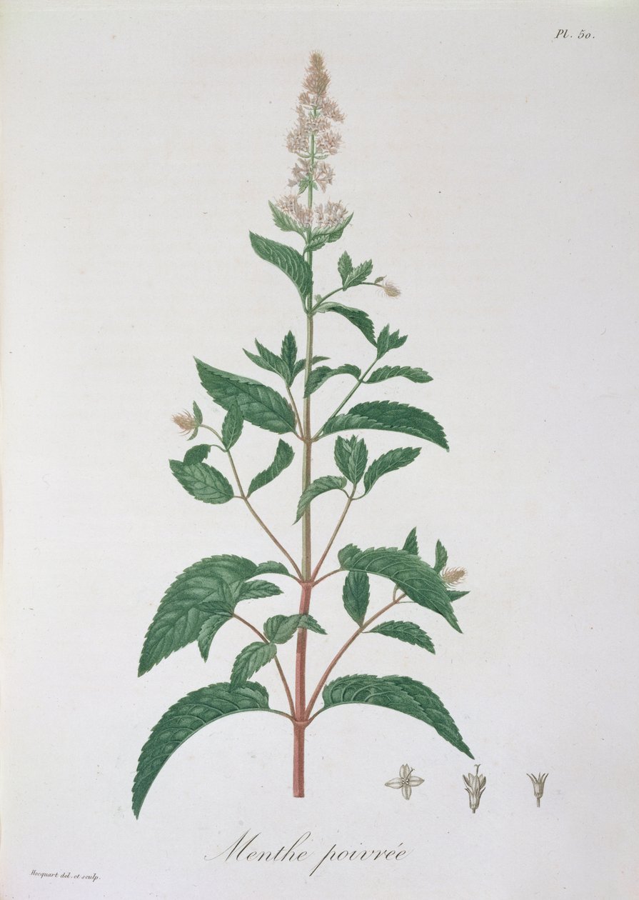 Mentha Piperita från 