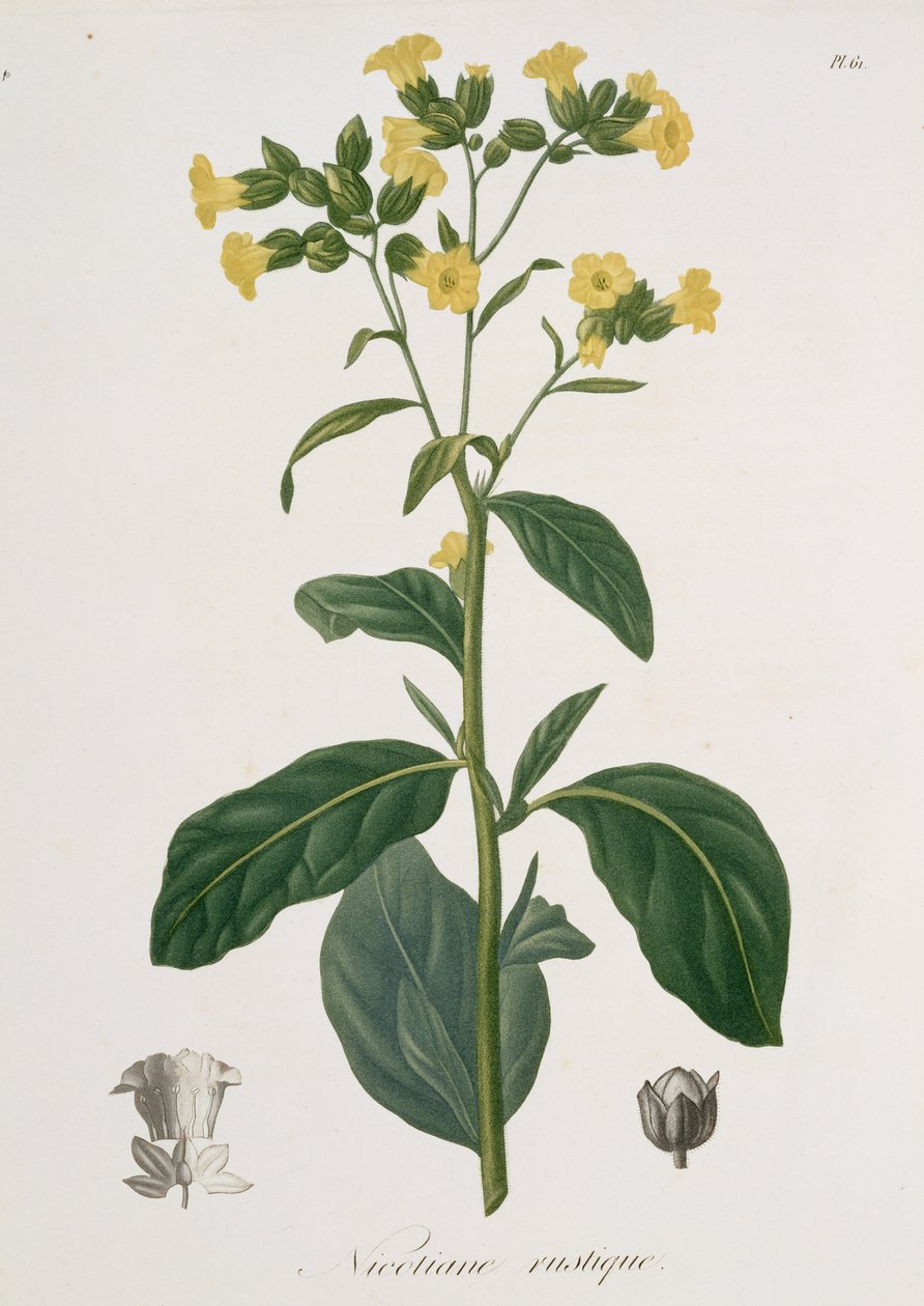 Nicotiana från "Phytographie Medicale" av Joseph Roques (1772-1850), publicerad 1821. av L.F.J. Hoquart