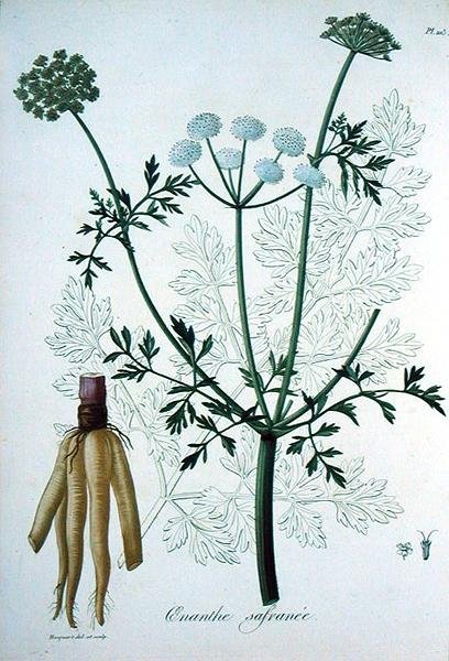 Oeanthe Crocata från 