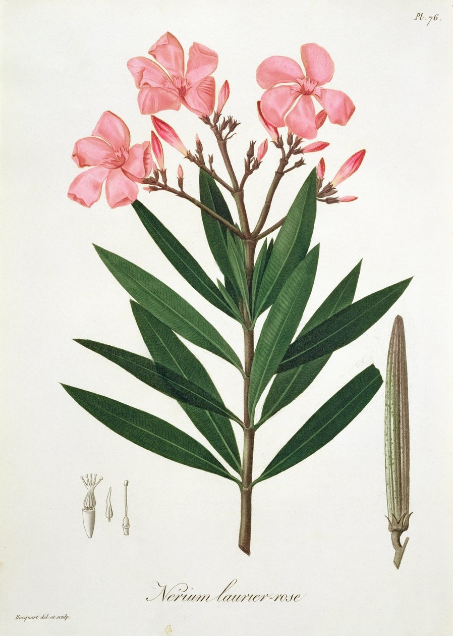 Oleander från 