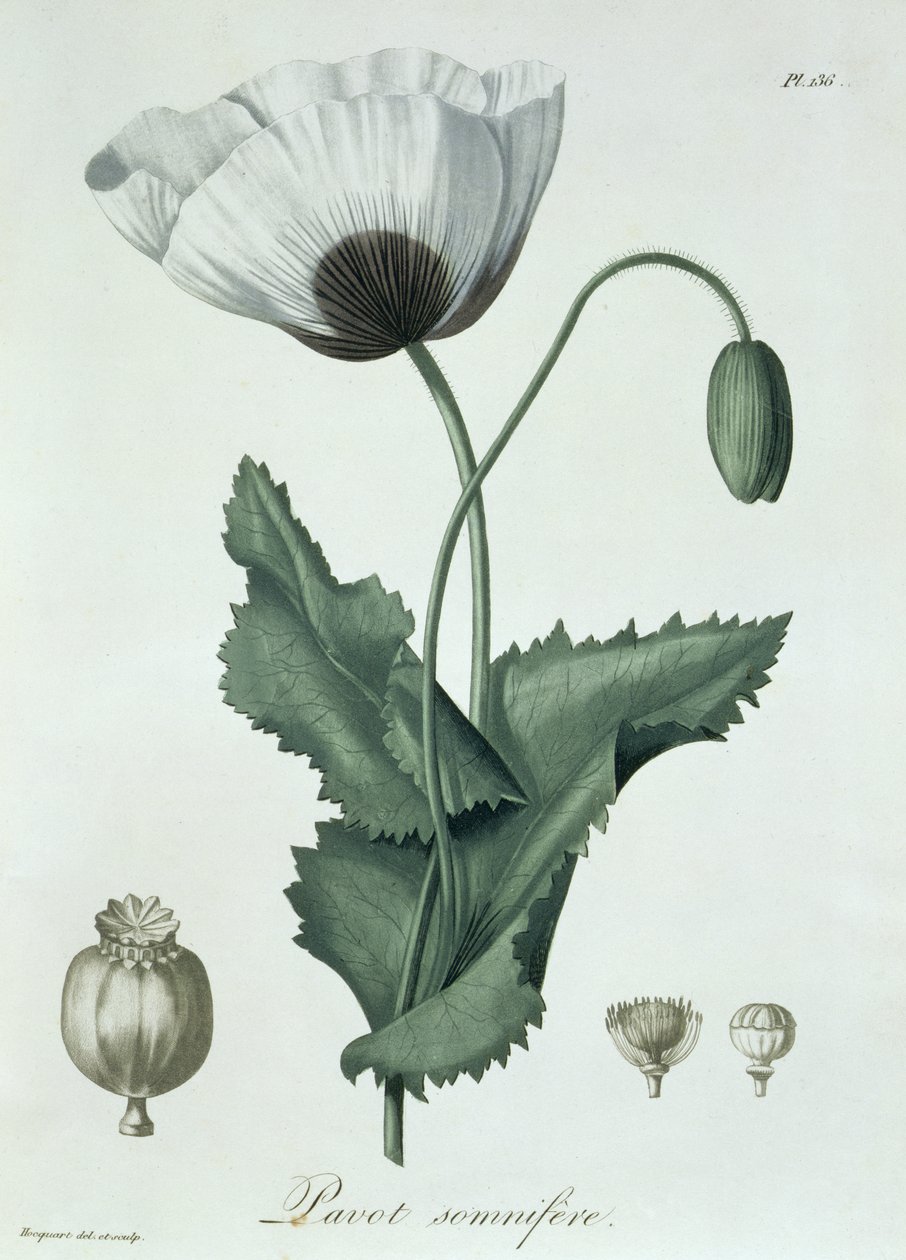 Papaver Somniferum från 