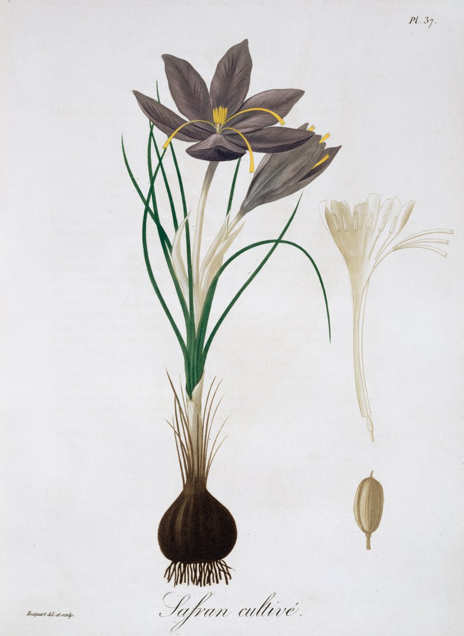 Saffranskrokus, 1821. av LFJ Hoquart