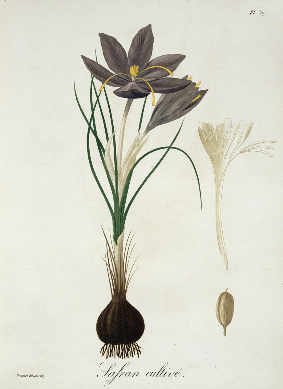 Saffran Crocus från 