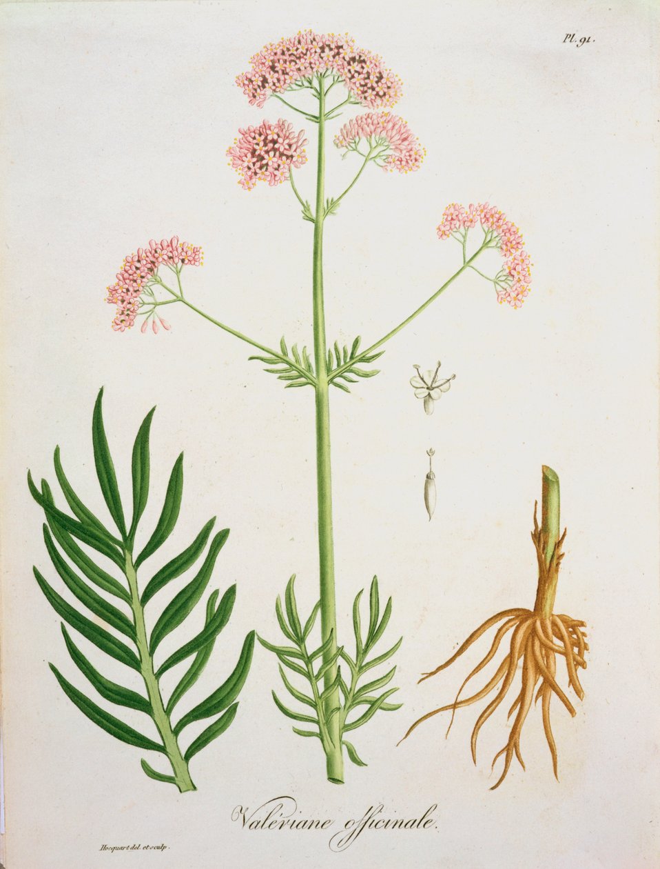 Valerian från 