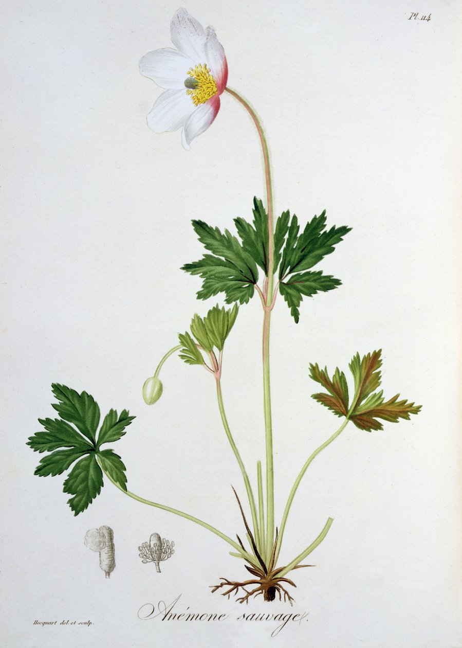 Trädanemon från "Phytographie Medicale" av Joseph Roques (1772-1850), publicerad 1821. av L.F.J. Hoquart