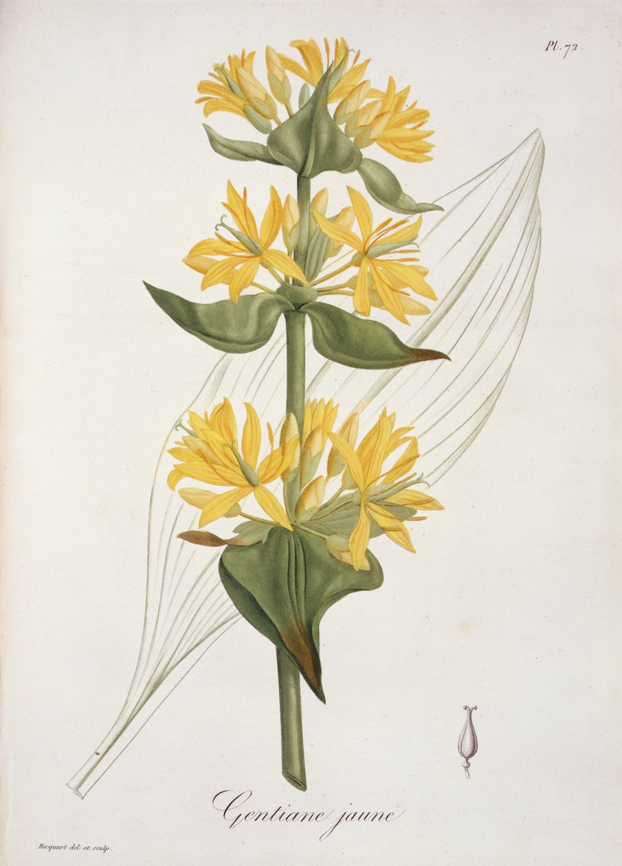 Gul ensian från "Phytographie Medicale" av Joseph Roques (1772-1850), publicerad 1821. av L.F.J. Hoquart