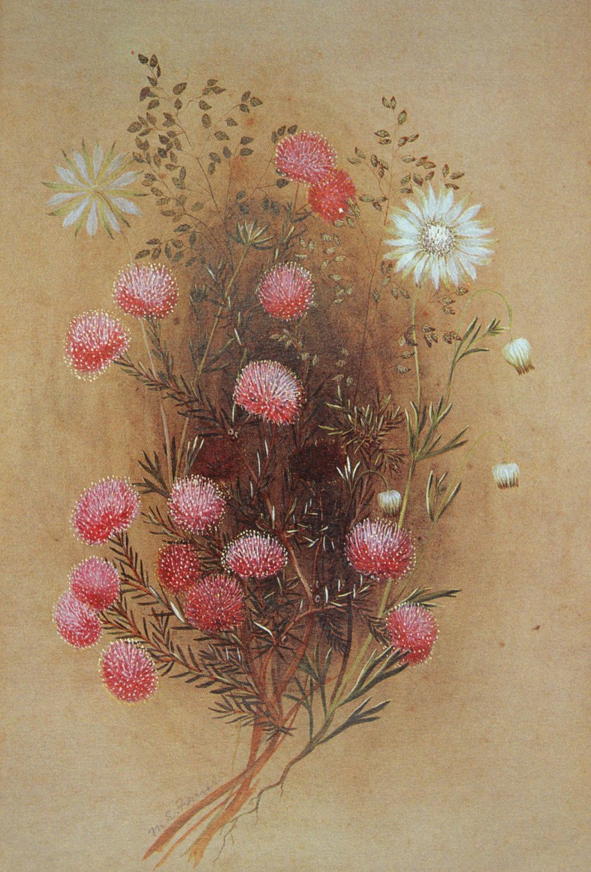Melaleuca eller flanellblomma, 1800-talet av Lady Margaret Forest