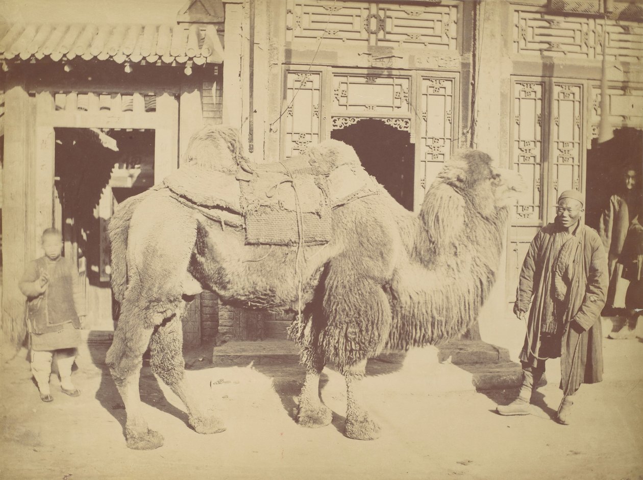 Peking. av. 923, 1867. av Lai Fong.
