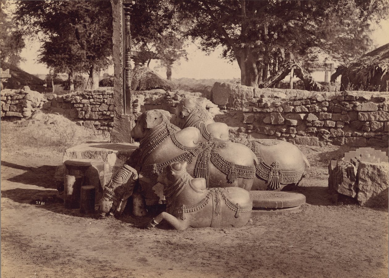 Tjurar eller Nadias med ornamentala sniderier Sidovy, Warangal, Hyderabad, Deccan av Lala Deen Dayal