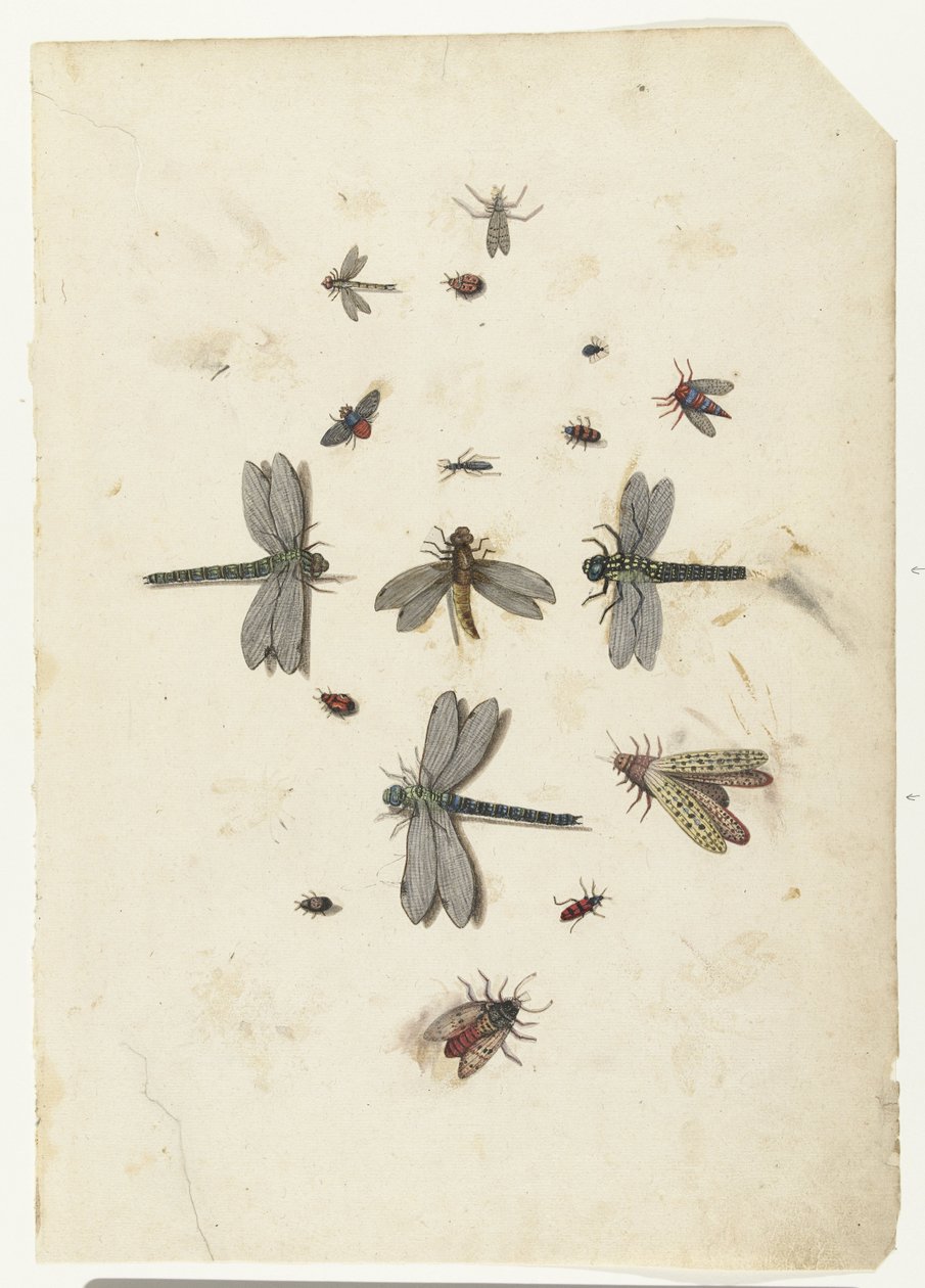 Sländor och flygande insekter av Lambert Lombard