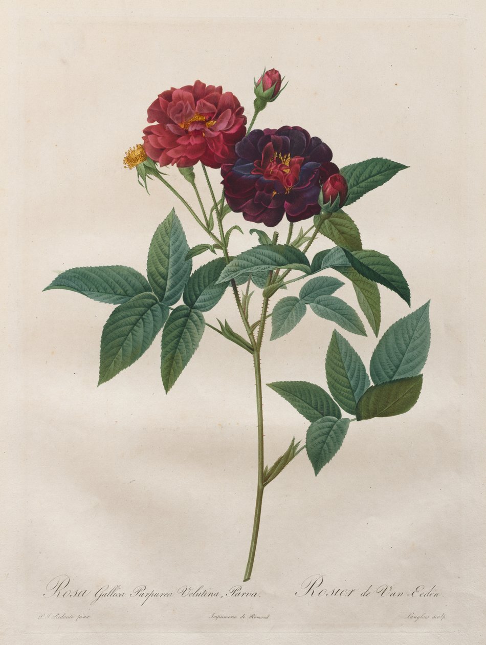 Rosorna: Rosa Gallica Purpurea Velutina Parva av Langlois