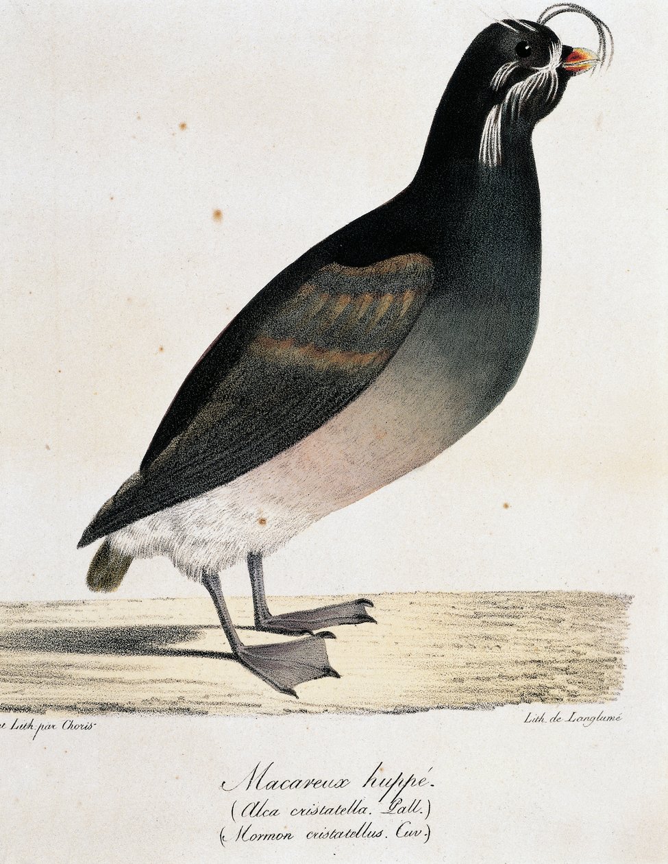 Crested Auklet (Aethia cristatella), från Picturesque Voyage Around the World av Langlume Langlume