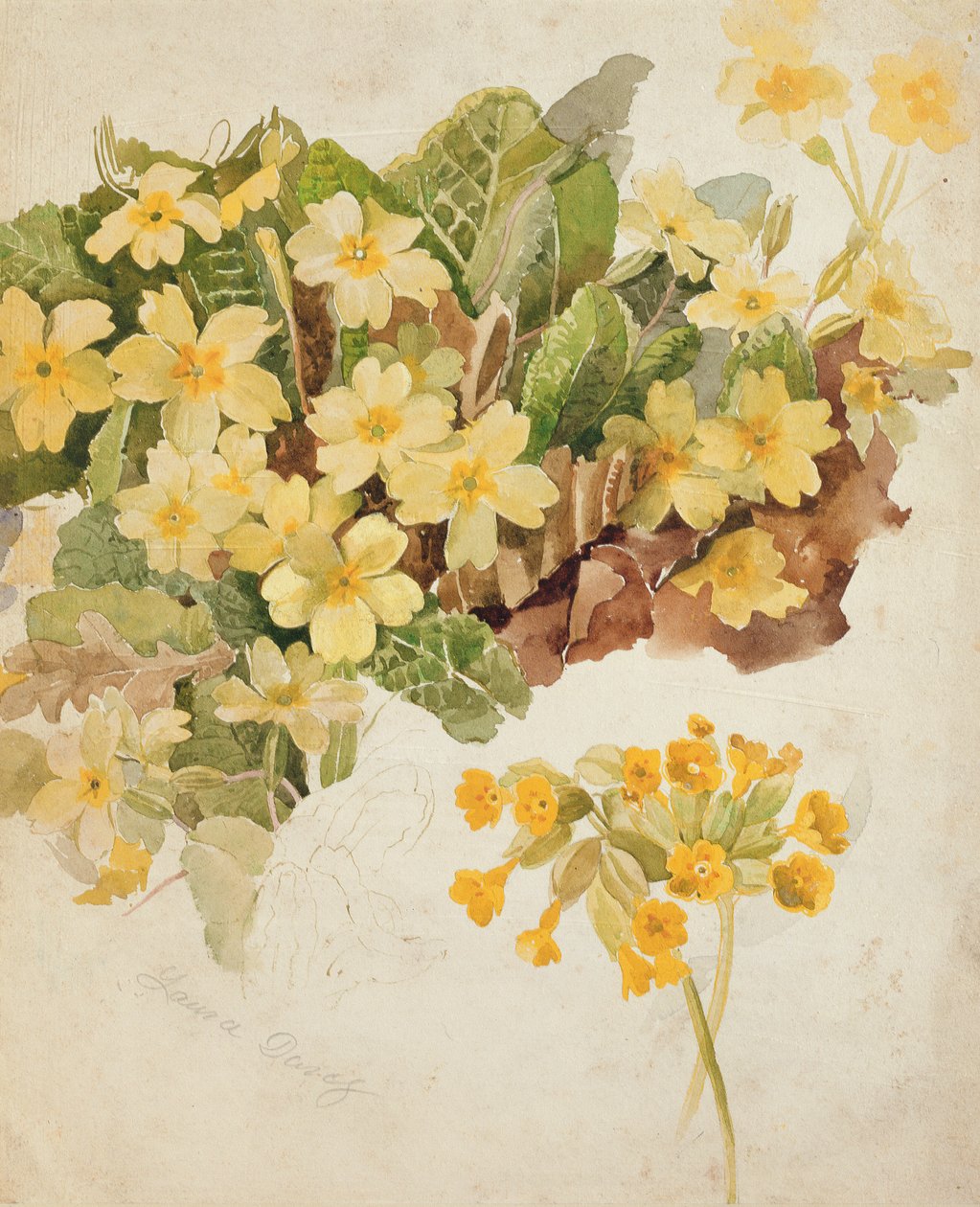 Studie av Primroses och Cowslips av Laura Darcy Strutt