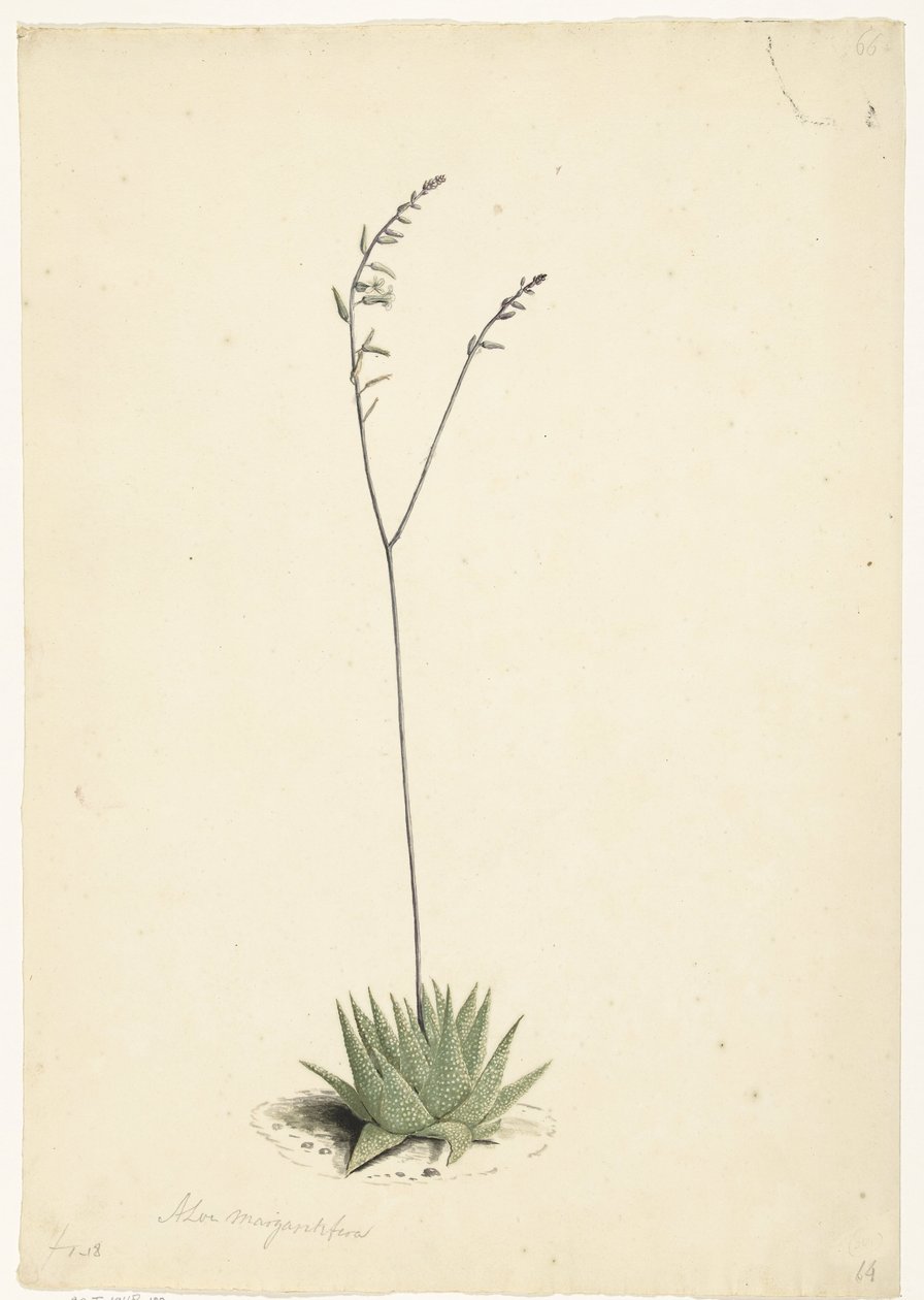 Blommande Aloe av Laurens Vincentsz. van der Vinne