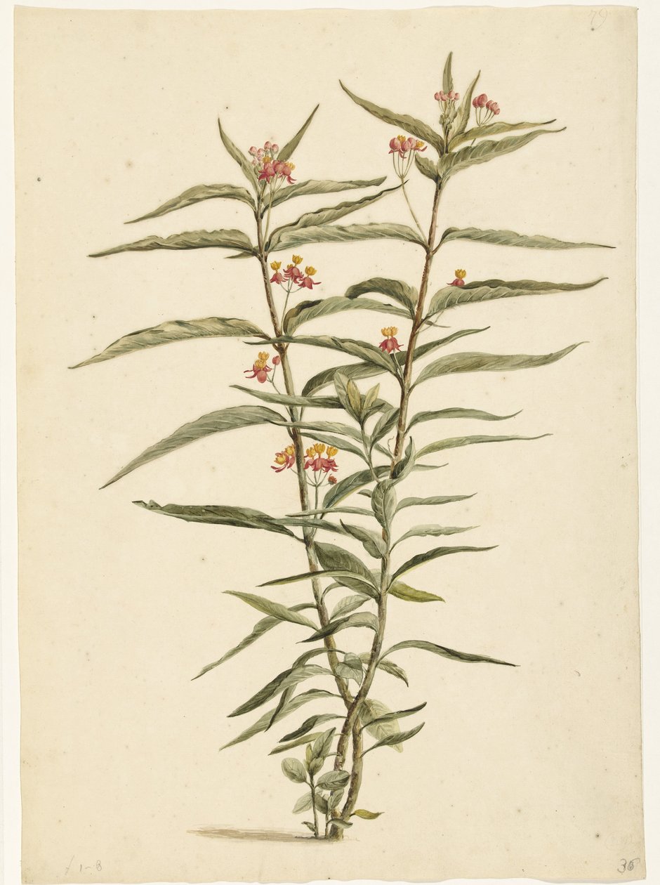 Blommande johannesört (Asclepias curassavica) av Laurens Vincentsz. van der Vinne
