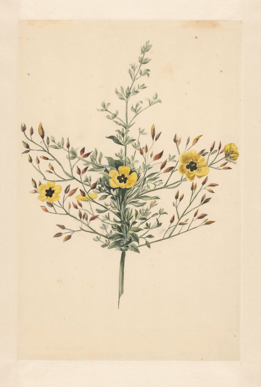 Himmelsk ros av Laurens Vincentsz. van der Vinne