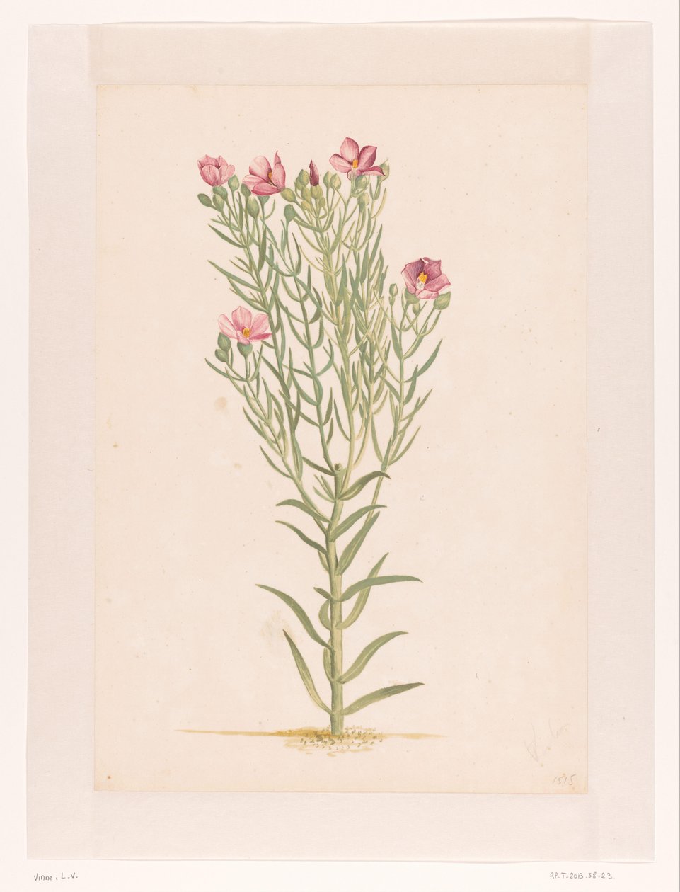 Plantera med rosa blommor (titel på objekt) av Laurens Vincentsz. van der Vinne