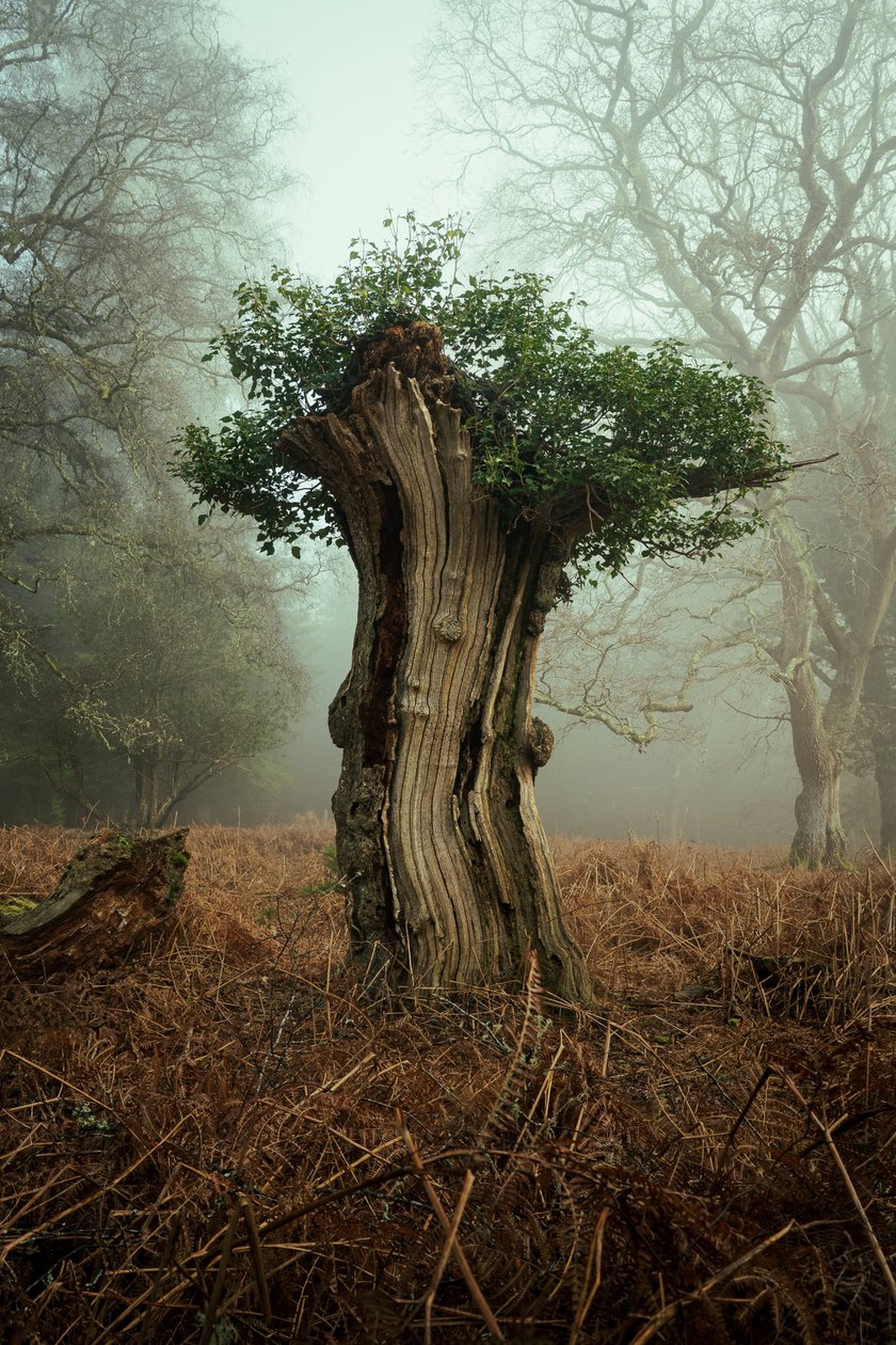 Ancient Bonsai, 2025 (foto) av Lee Cooper