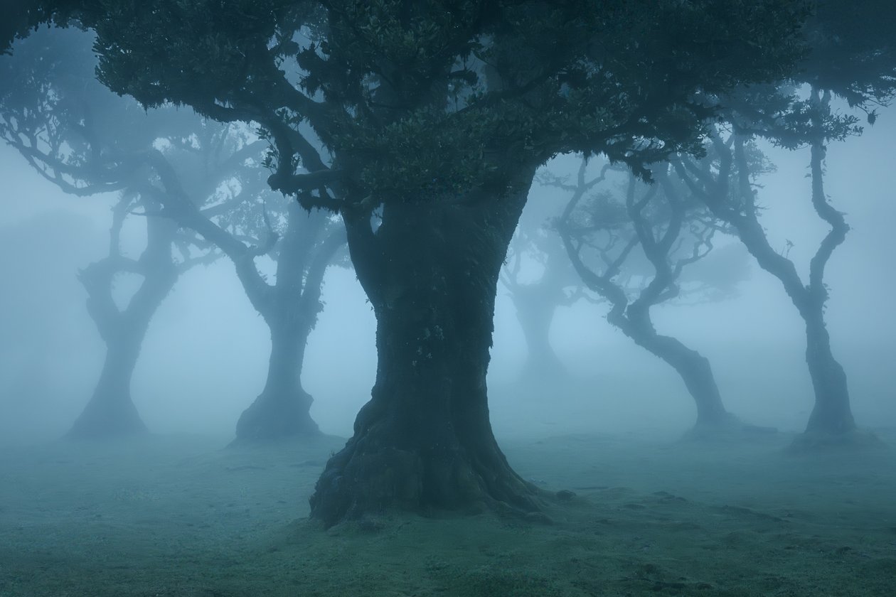 Ancient Order II, 2025 (foto) av Lee Cooper