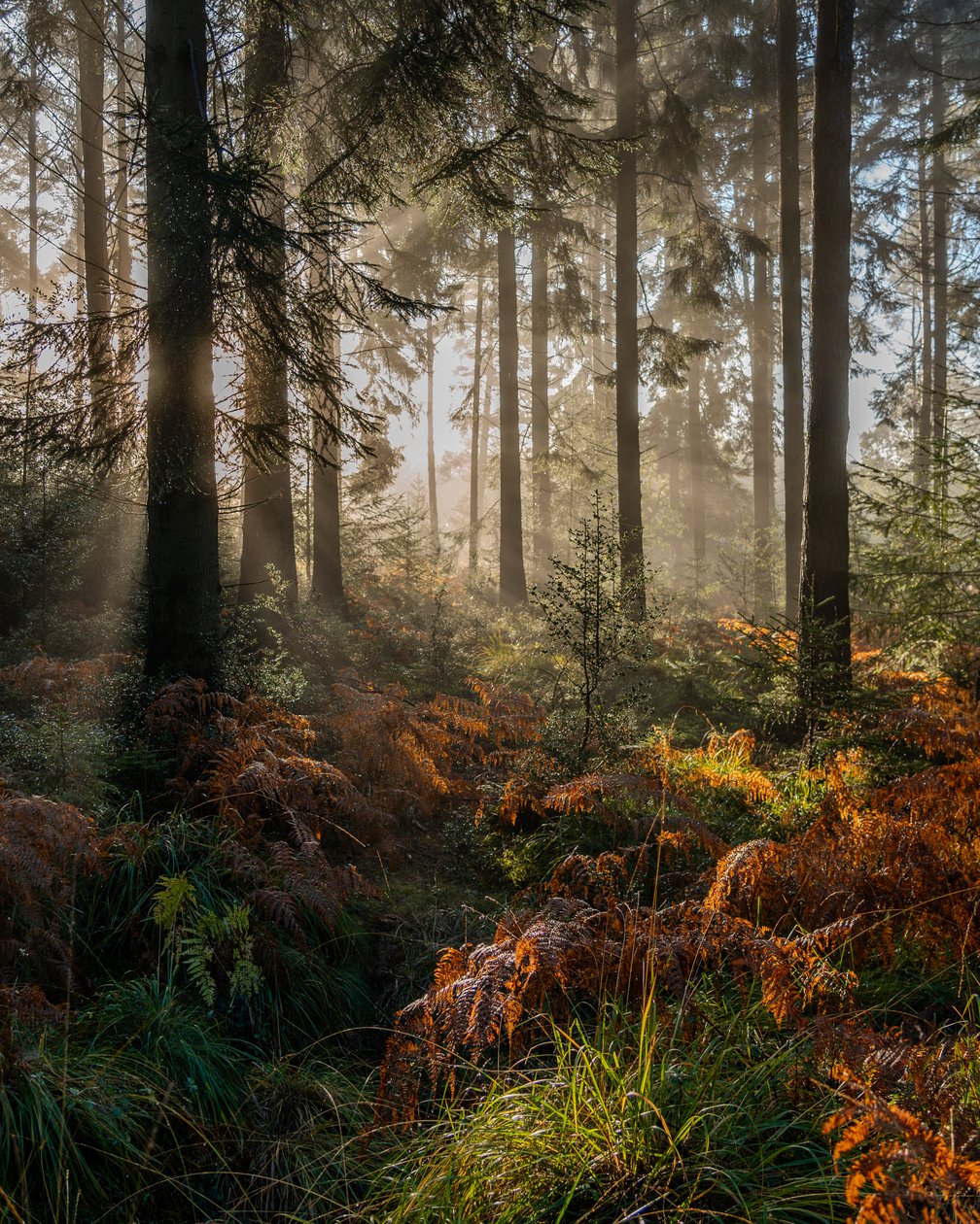 Autumn