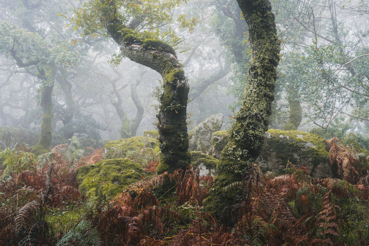 Awakening, 2024 (foto) av Lee Cooper