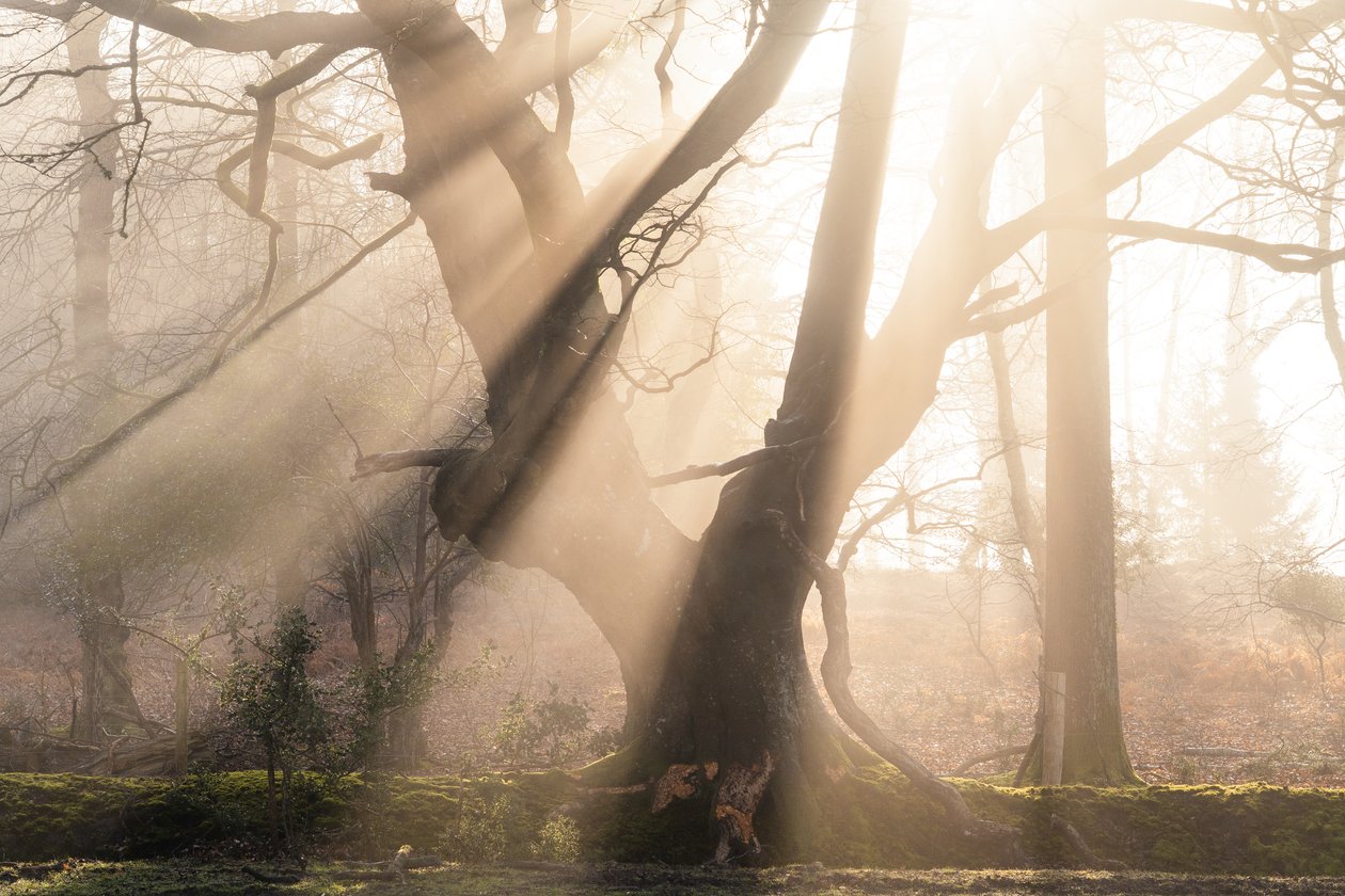 Beautiful Beams, 2025 (foto) av Lee Cooper