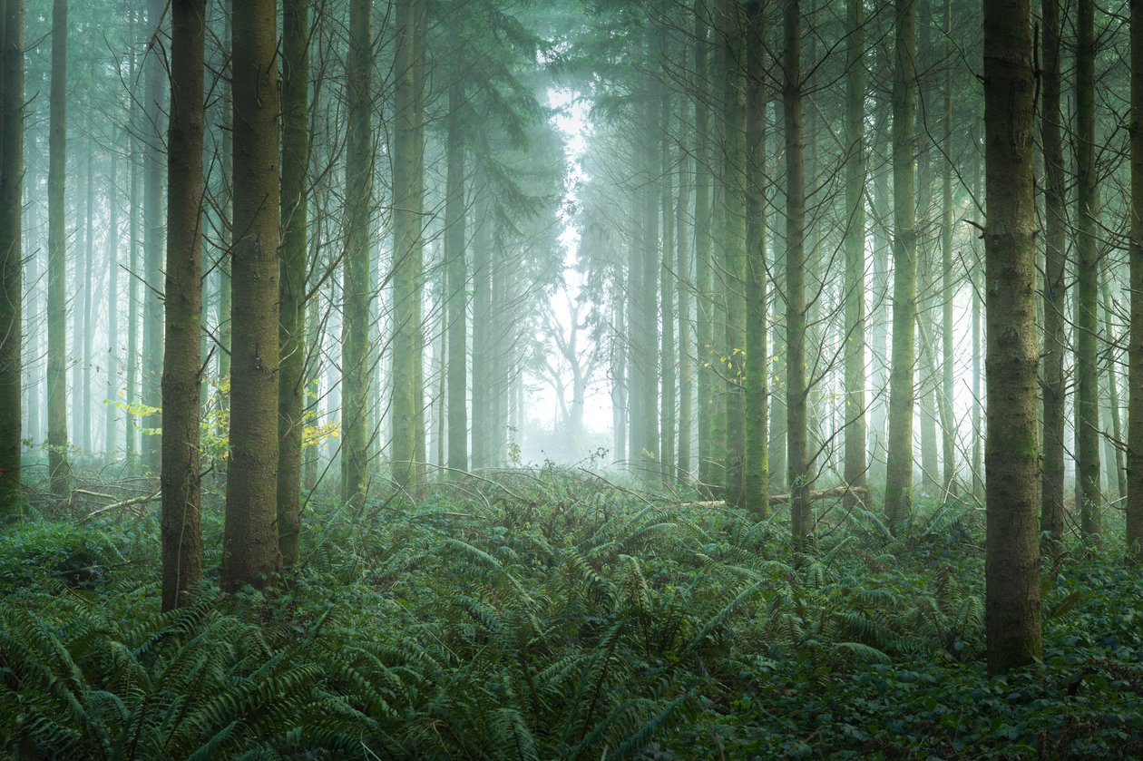 Bramble Path, 2023 (foto) av Lee Cooper