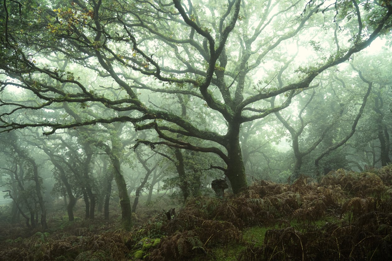 Canopy, 2024 (foto) av Lee Cooper