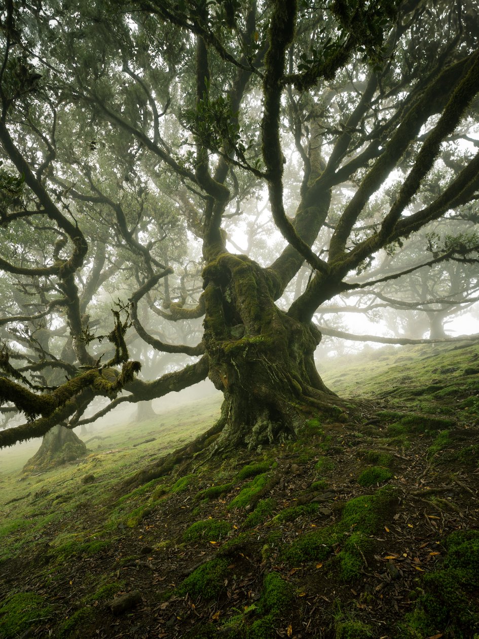 Canopy II, 2025 (foto) av Lee Cooper