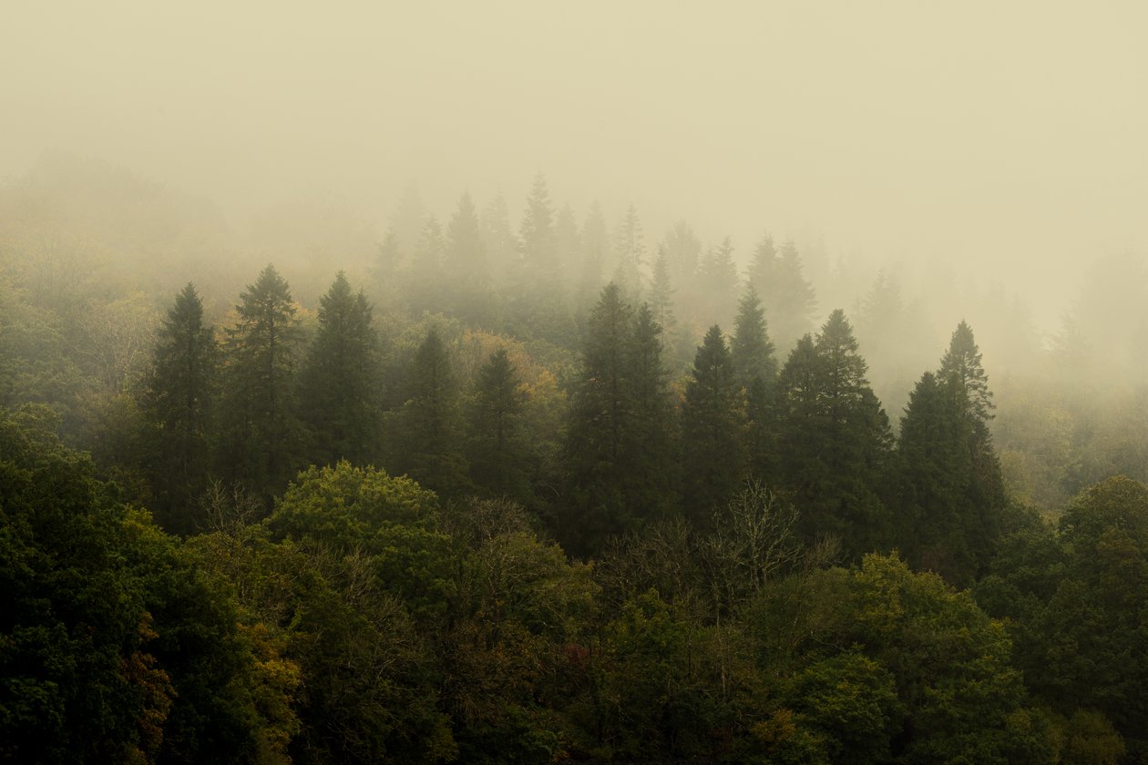 Cloud Forest, 2024 (foto) av Lee Cooper