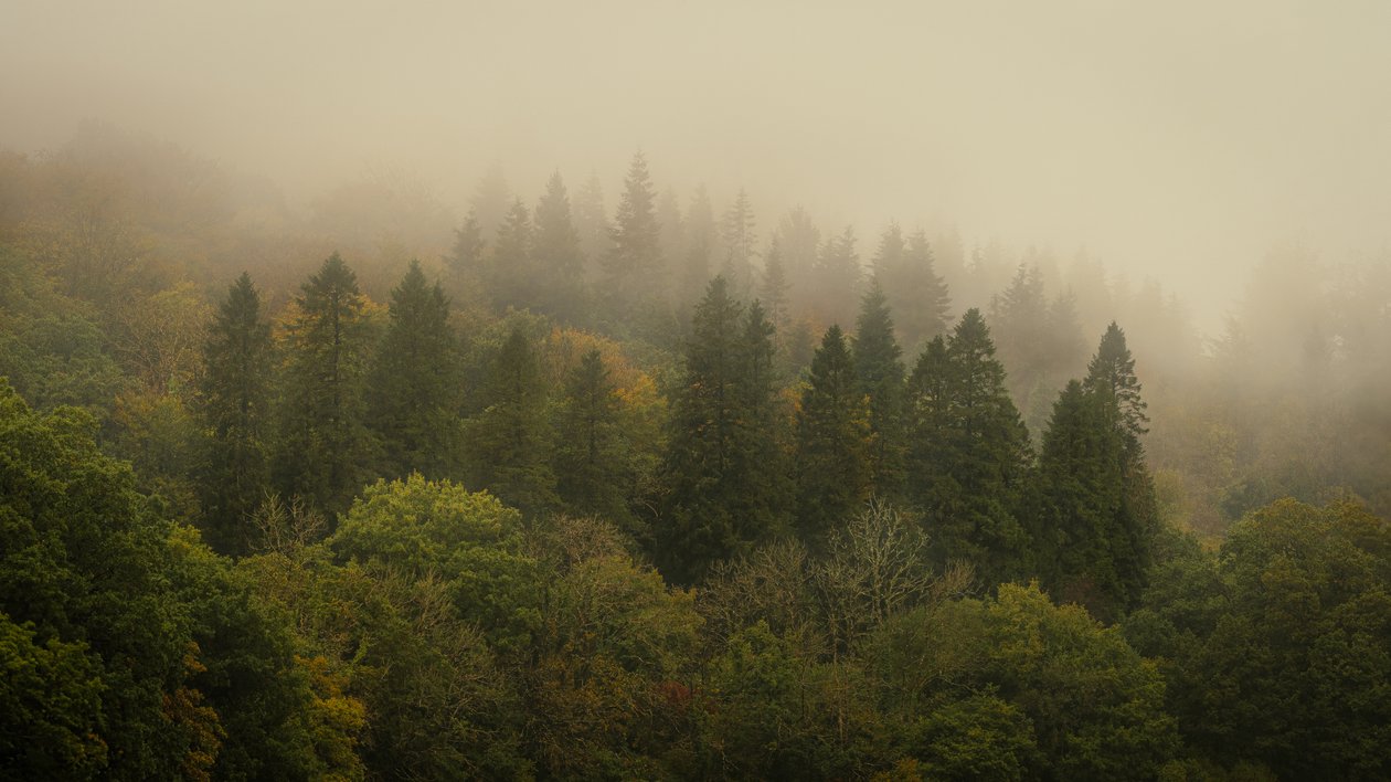 Cloud Forest II, 2024 (foto) av Lee Cooper