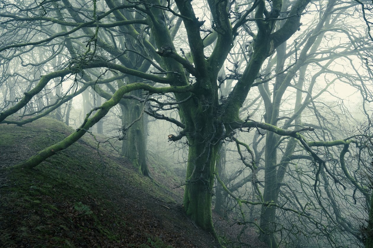 Forest Spider, 2024 (foto) av Lee Cooper