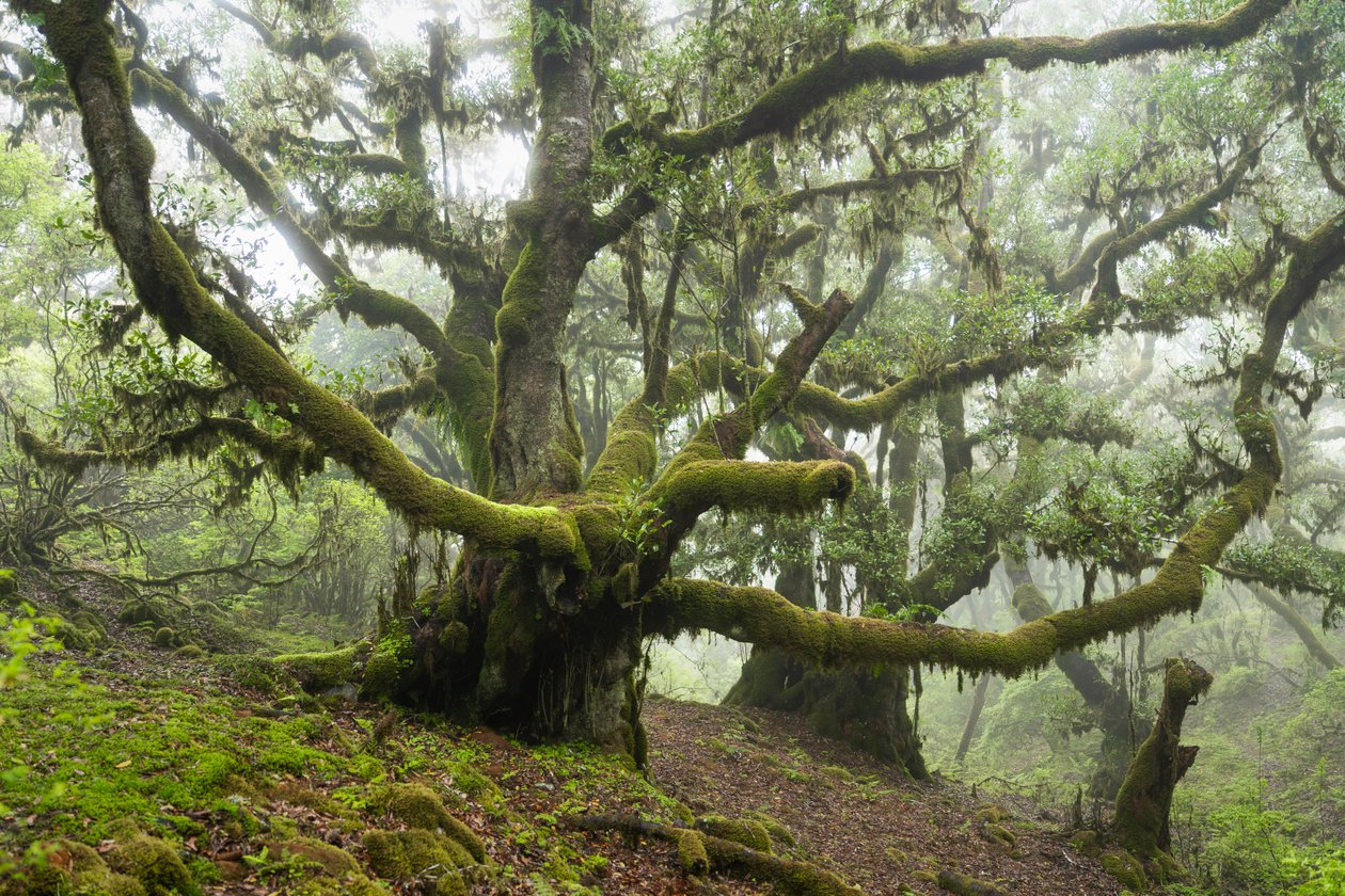 Forgotten Land III, 2025 (foto) av Lee Cooper