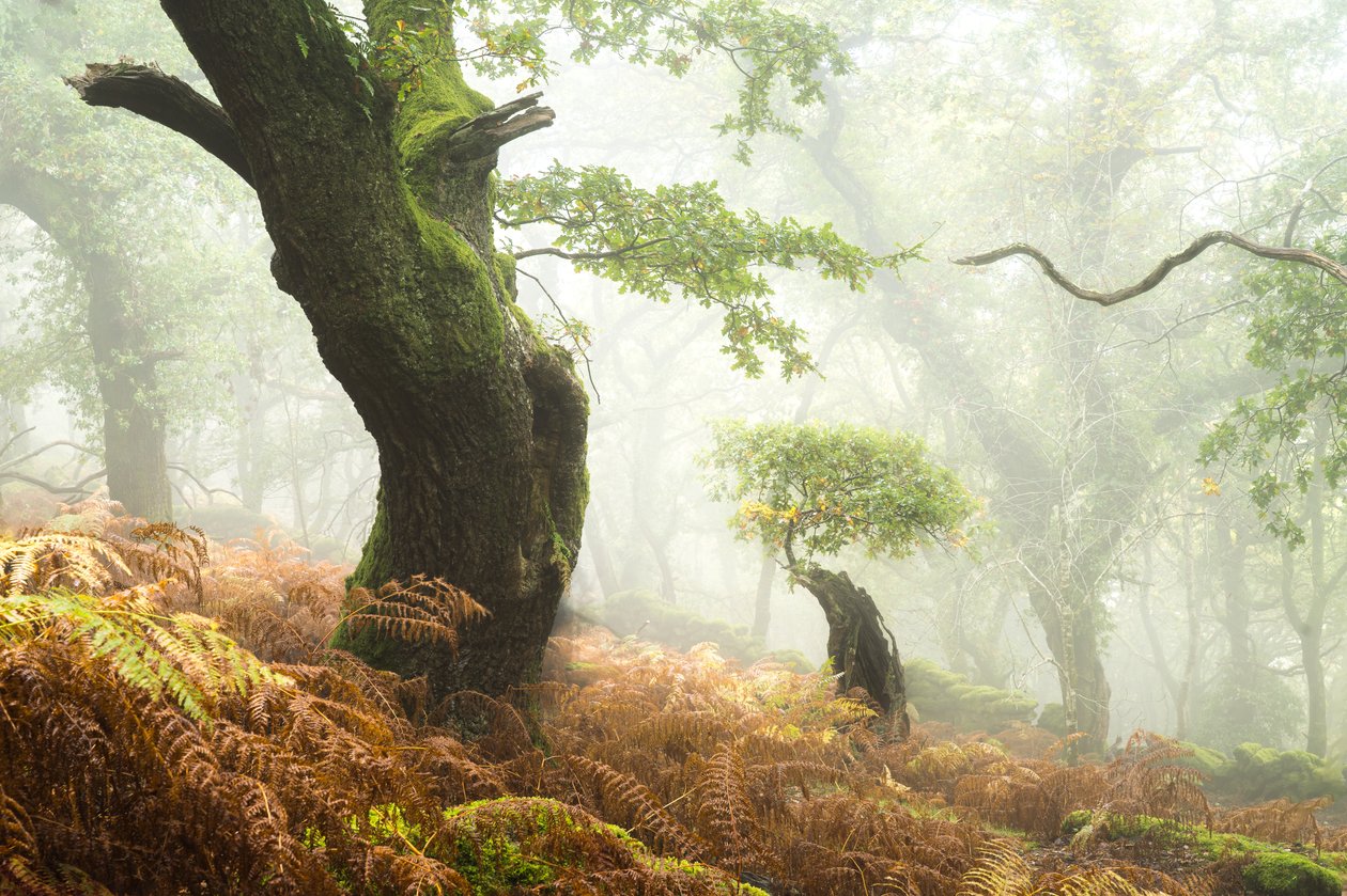 Hollowborn, 2024 (foto) av Lee Cooper